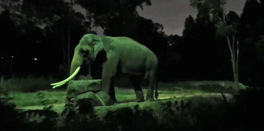 Night Safari Singapore - The elephant Chawang